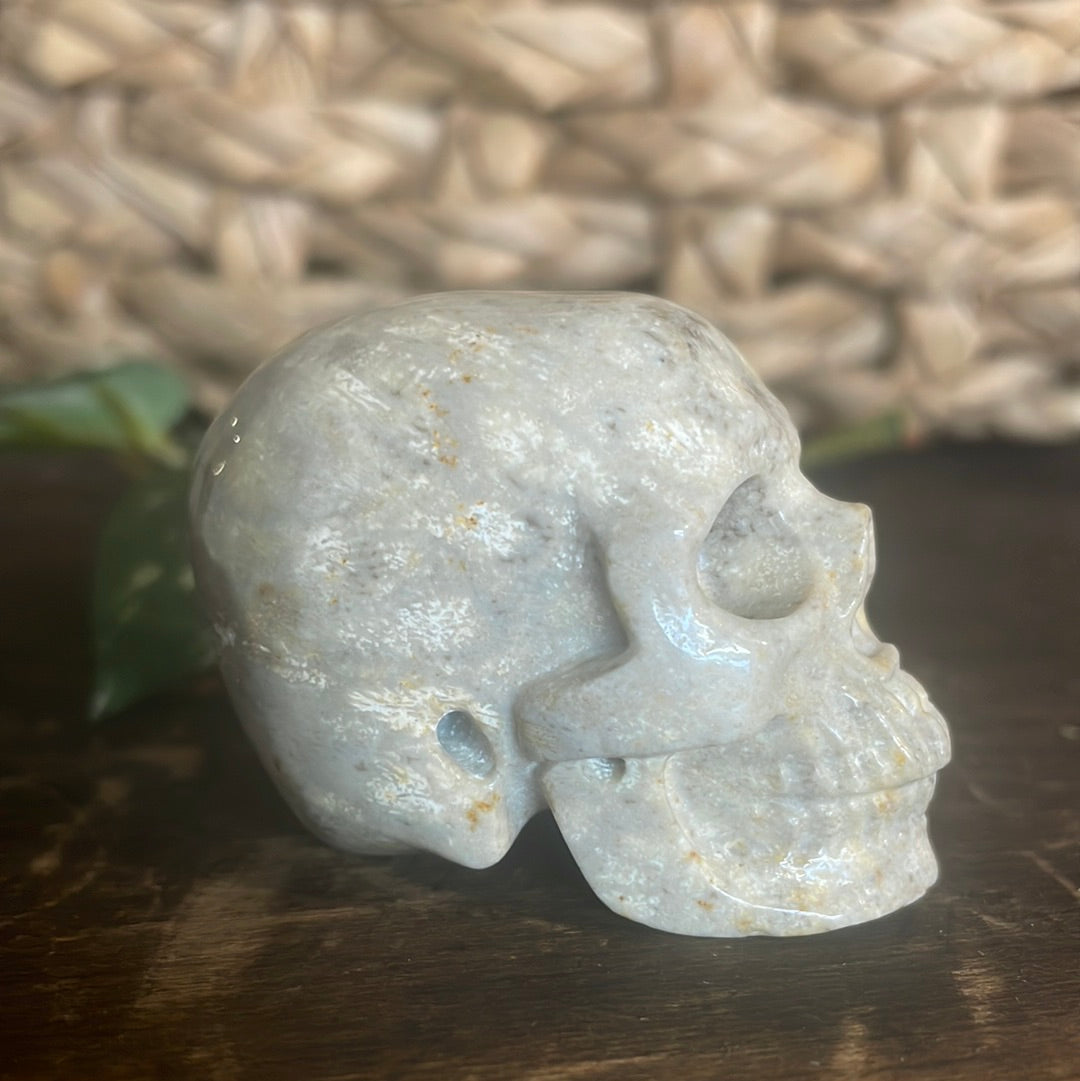 Fossilized Coral Crystal Skull