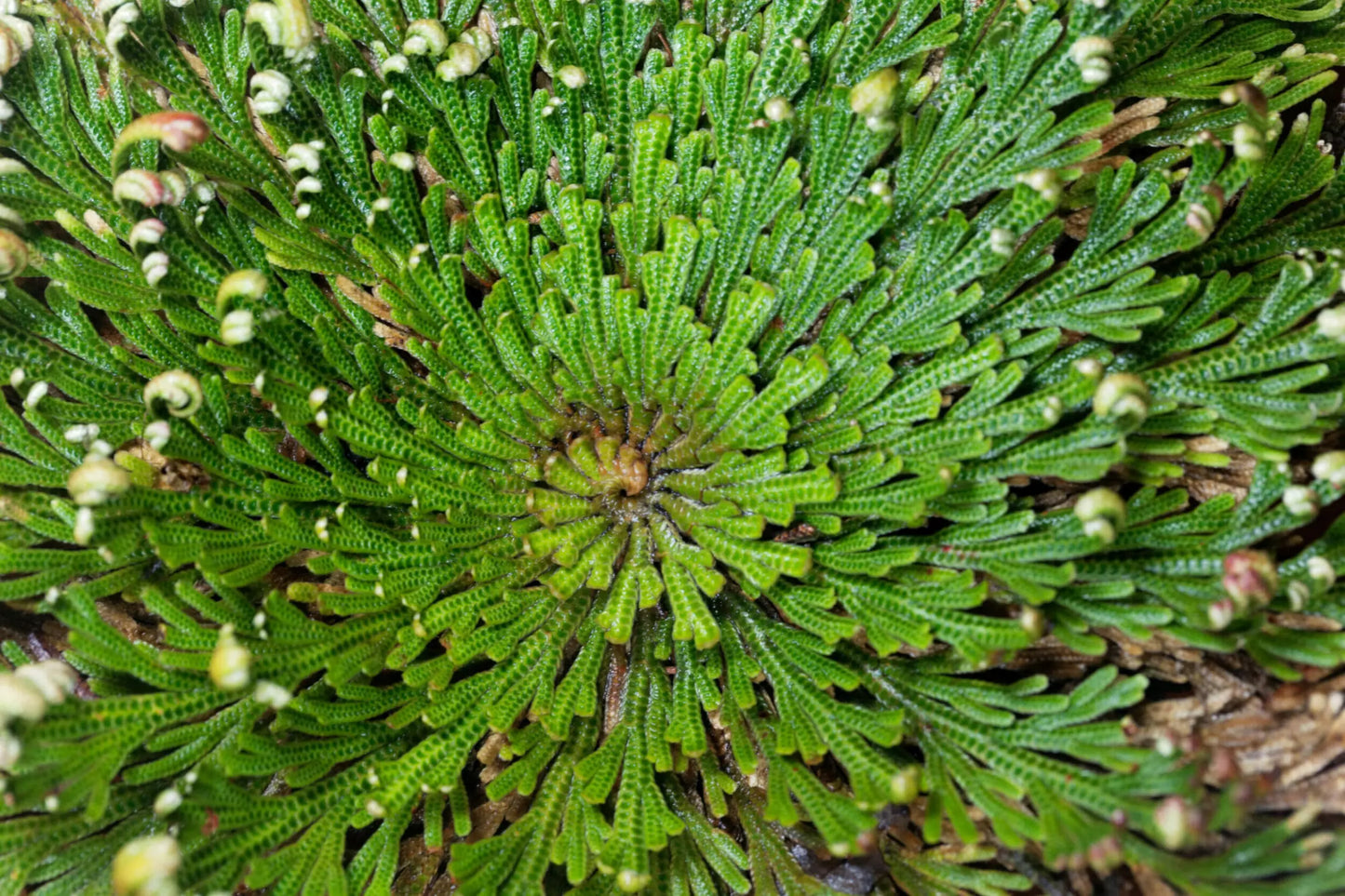 Resurrection Rose of Jericho